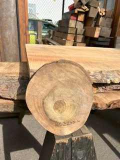 Eucalyptus